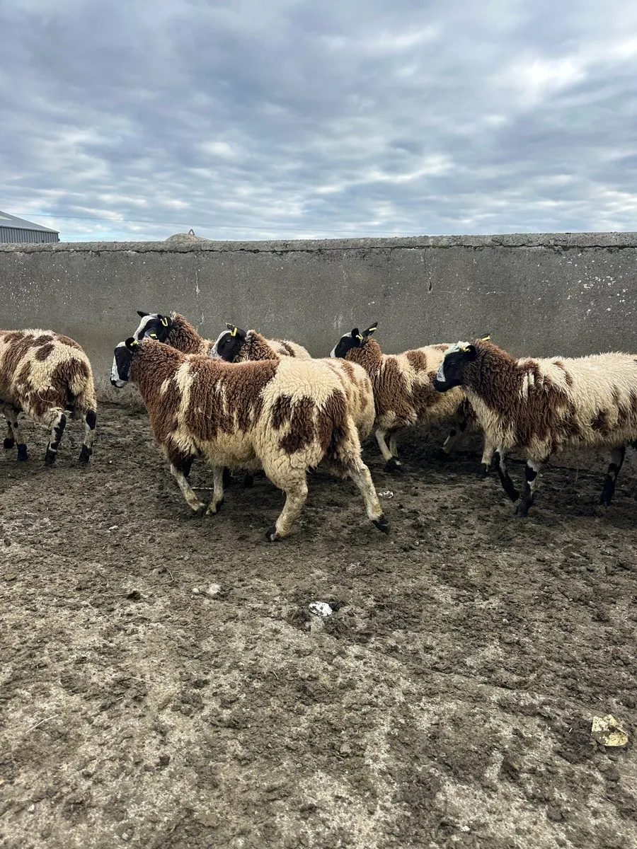 🌟7 super Dutch spotted ewe lambs 🌟 - Image 2