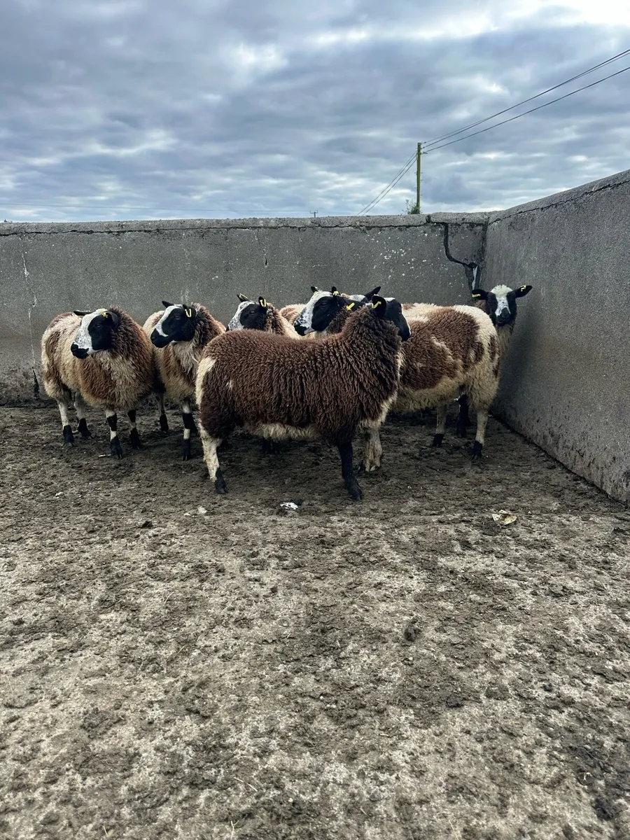🌟7 super Dutch spotted ewe lambs 🌟 - Image 3
