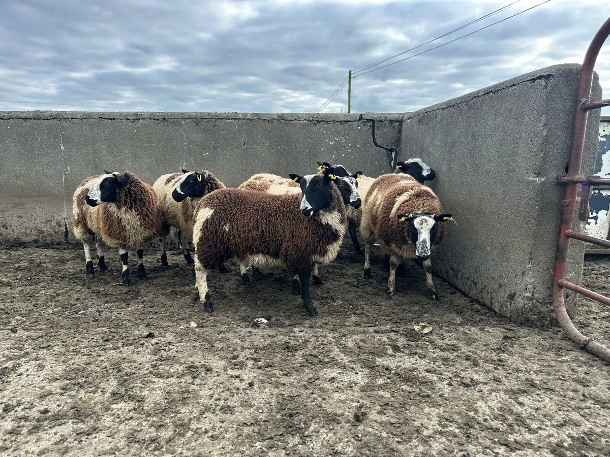 🌟7 super Dutch spotted ewe lambs 🌟 - Image 4
