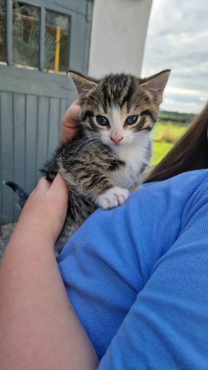 Kittens - Image 1