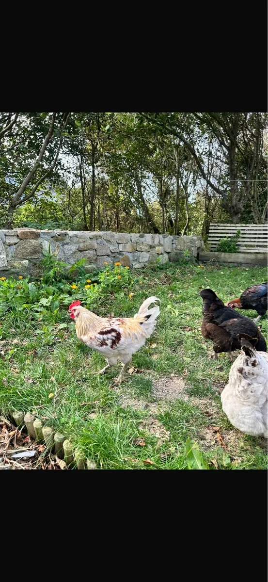 Roosters - Image 1