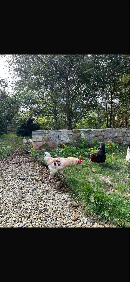 Roosters - Image 2