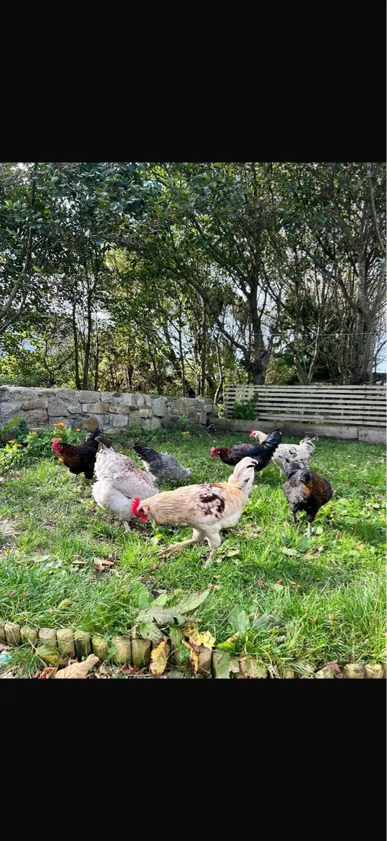 Roosters - Image 3