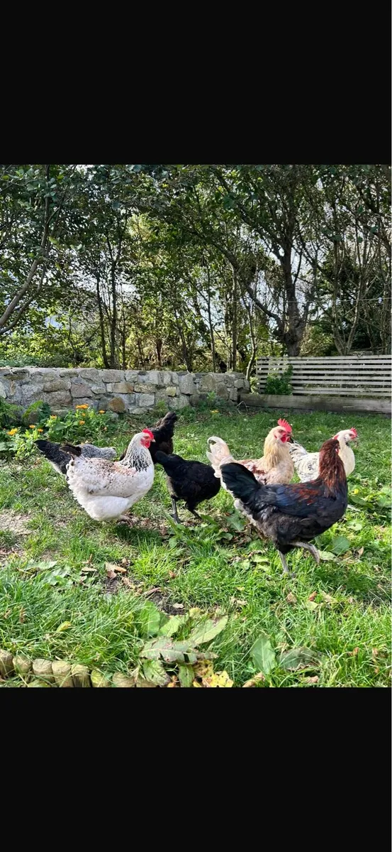 Roosters - Image 4