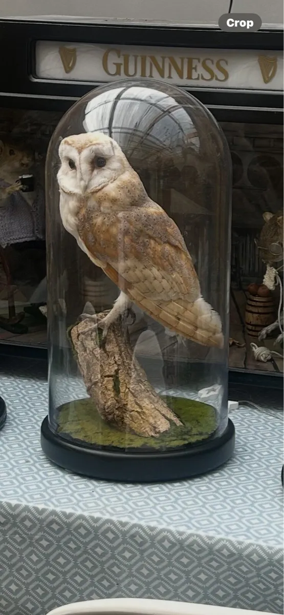Taxidermy - Image 1