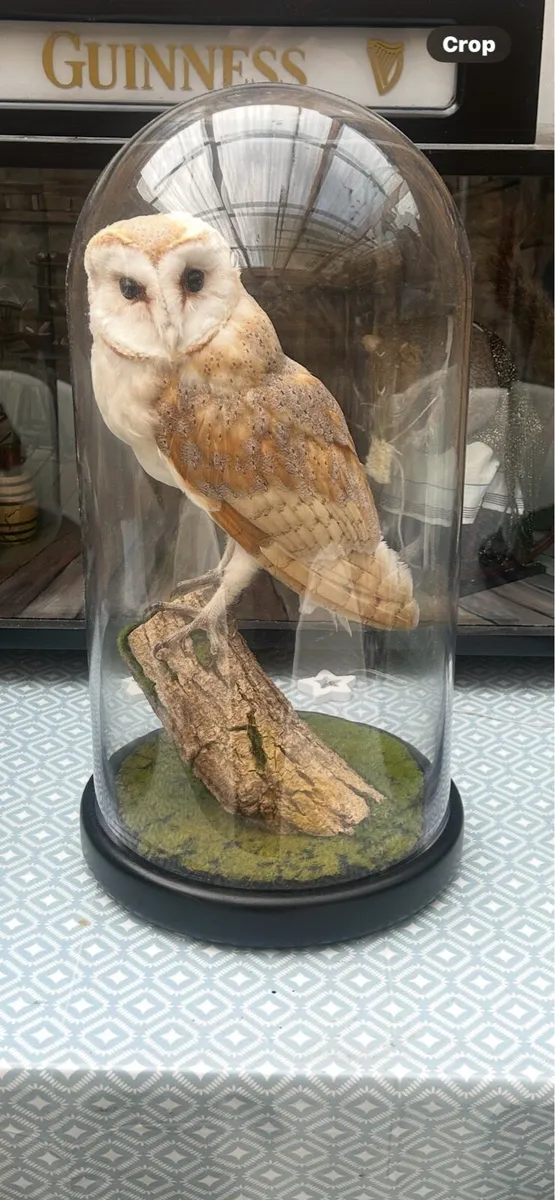 Taxidermy - Image 2