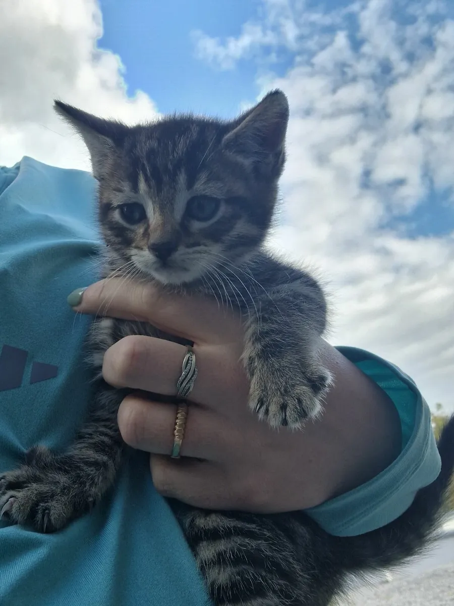 Kittens - Image 2