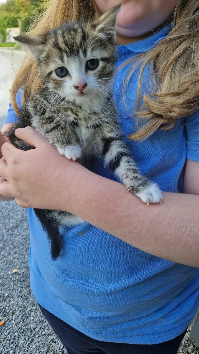 Kittens - Image 3