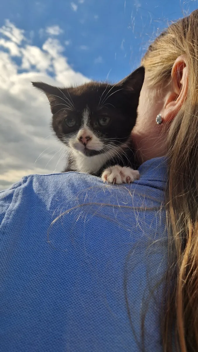 Kittens - Image 4