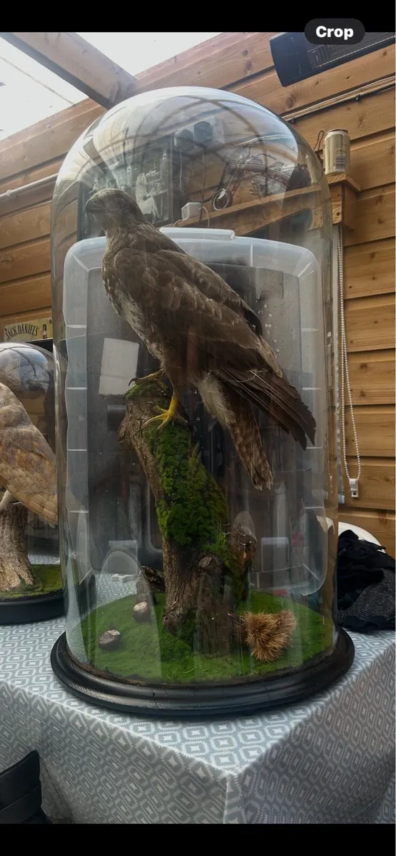 Taxidermy - Image 1