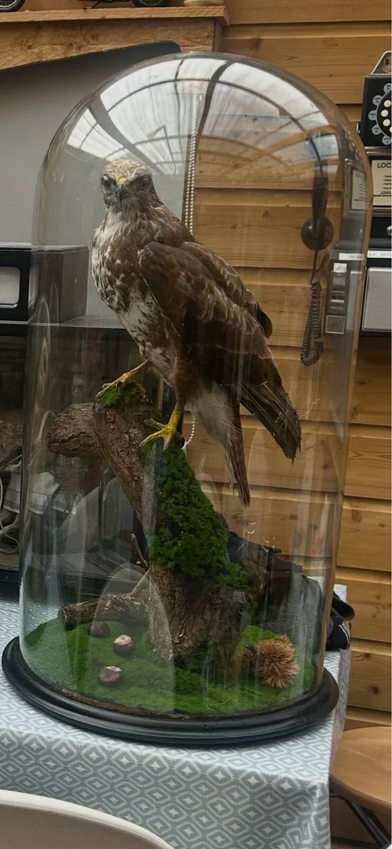 Taxidermy - Image 2