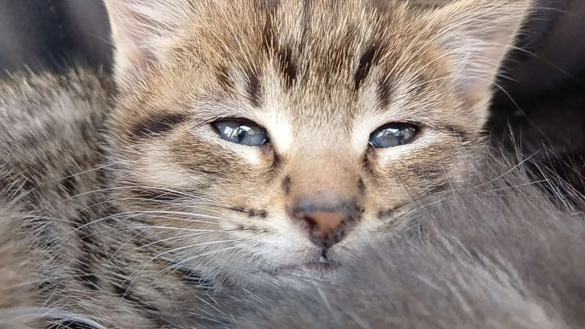 🐾 Adorable Kittens Looking for Loving Homes 🐾 - Image 1