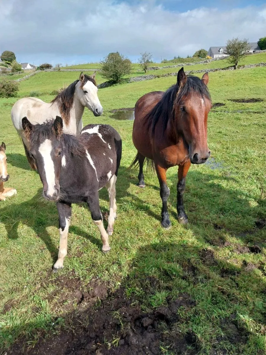 Horse and foal - Image 1
