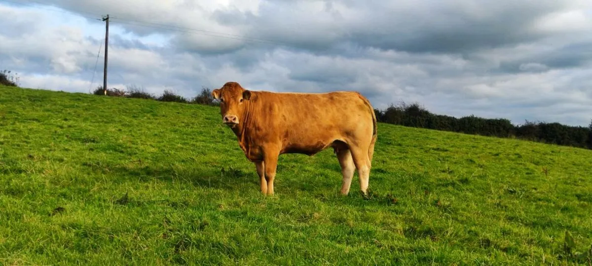 Pbr limousine Incalf cow and heifer - Image 2