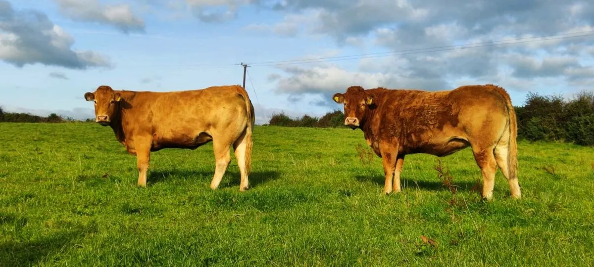 Pbr limousine Incalf cow and heifer - Image 3