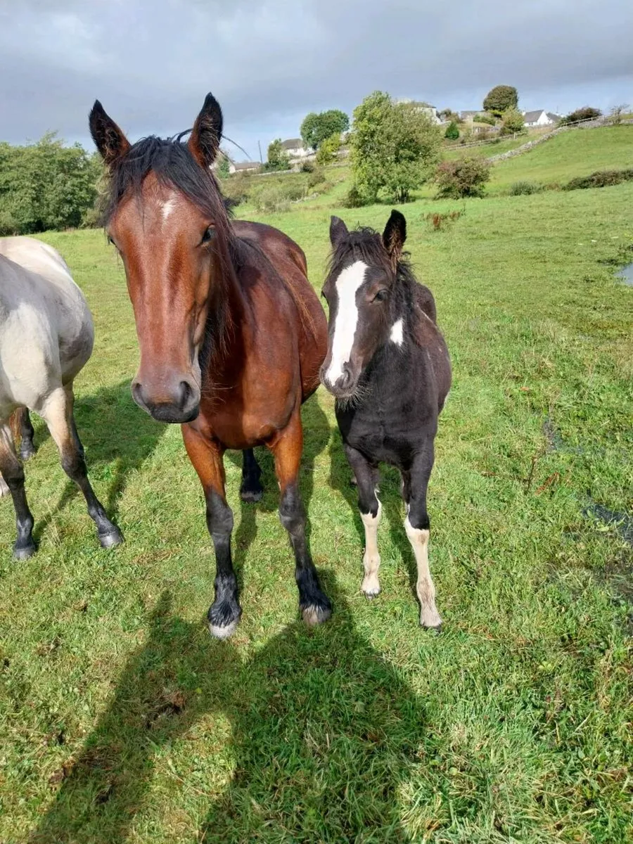 Horse and foal - Image 2