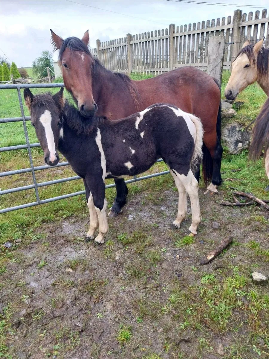 Horse and foal - Image 3