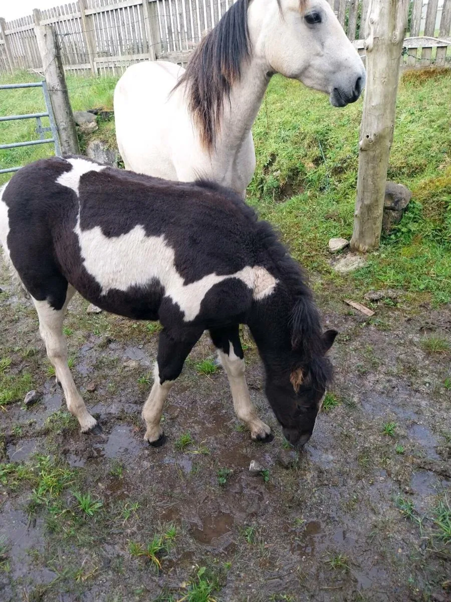 Horse and foal - Image 4