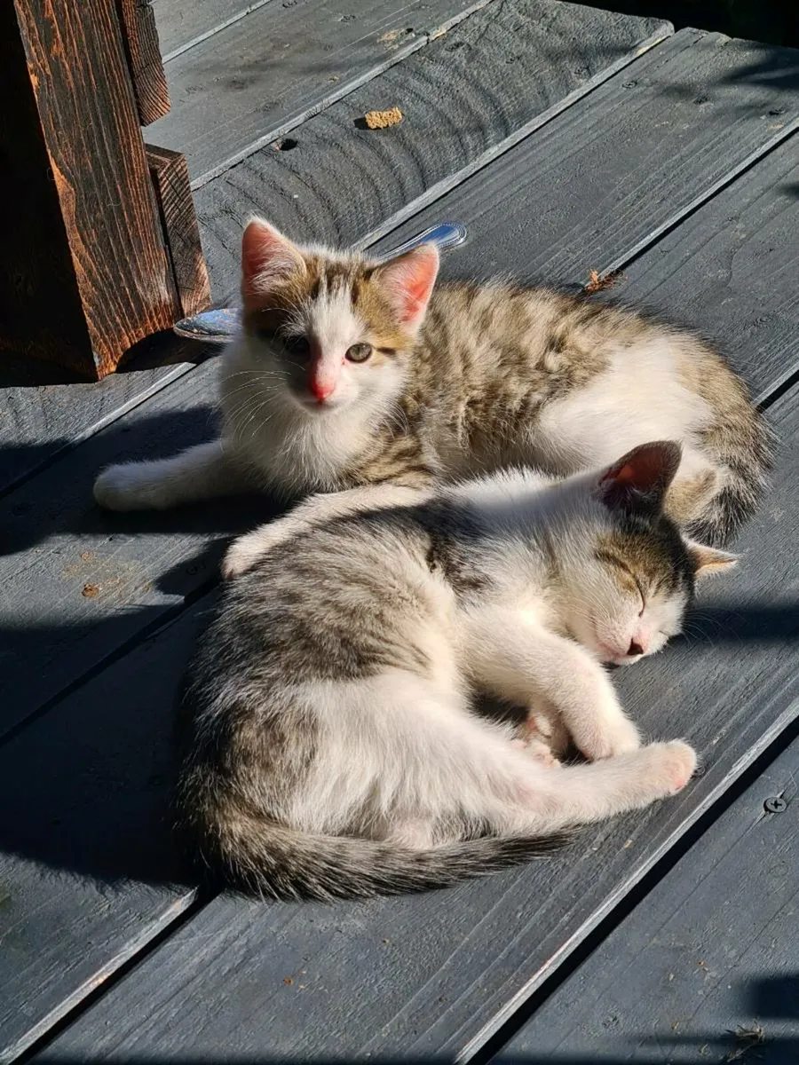 Kittens - Image 1