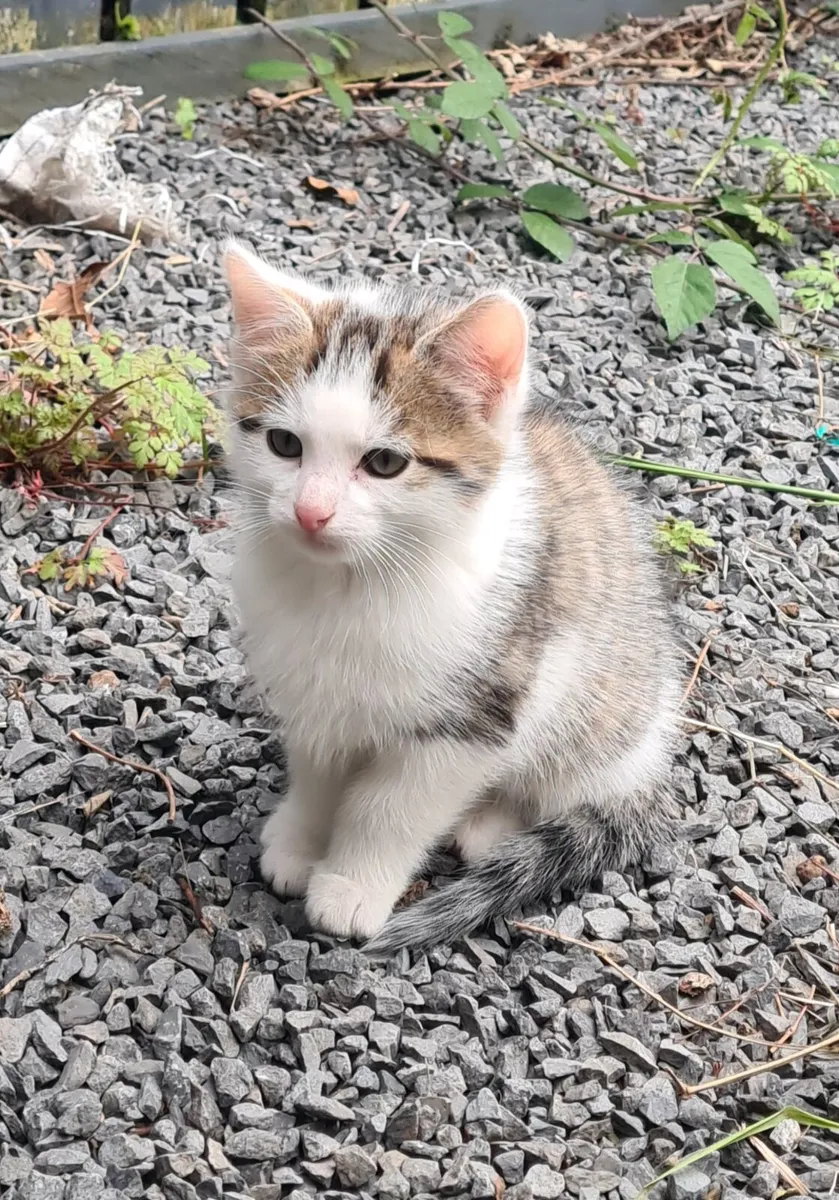 Kittens - Image 3