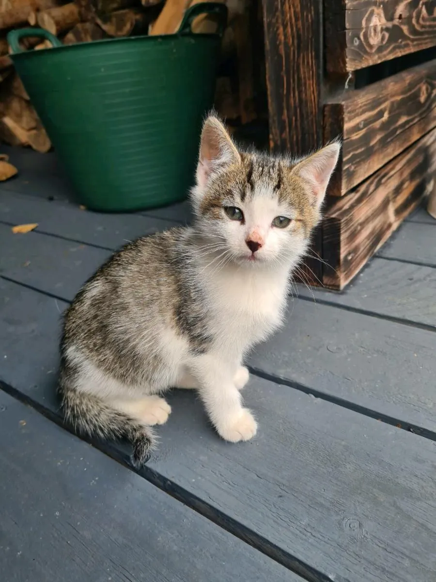 Kittens - Image 4