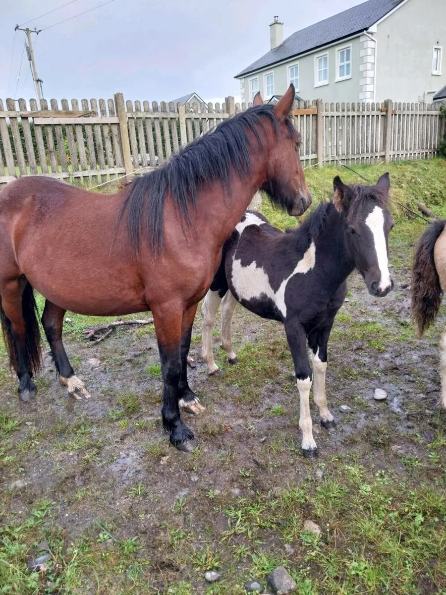 Horse and foal - Image 1