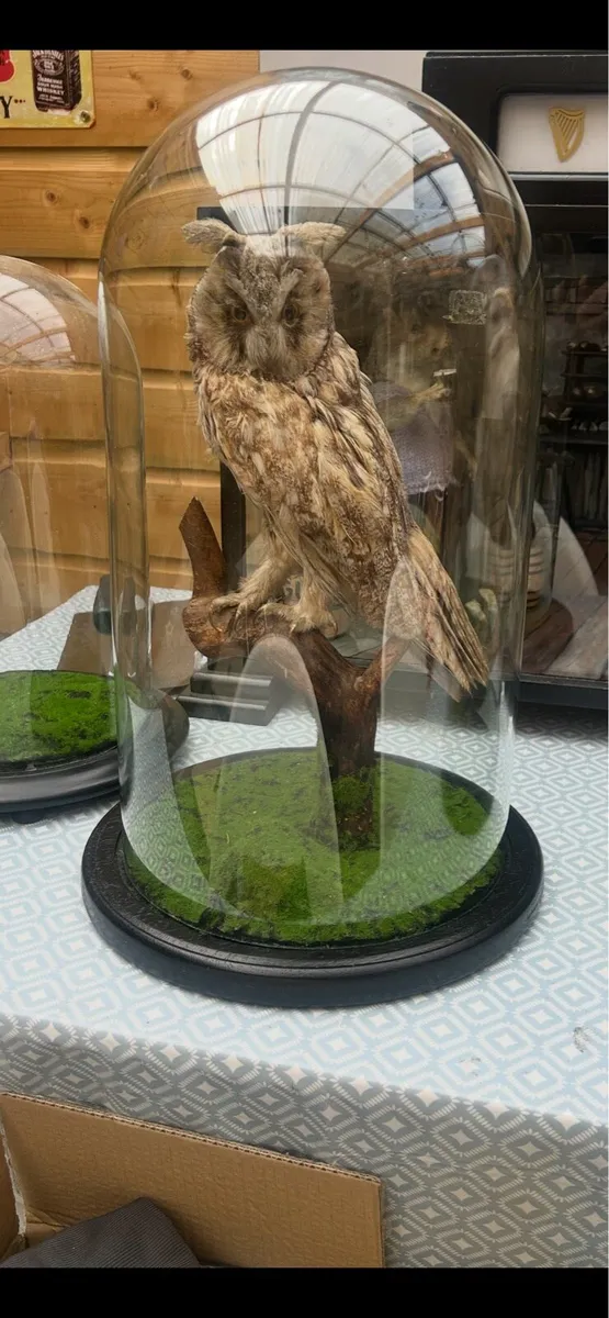Taxidermy - Image 2