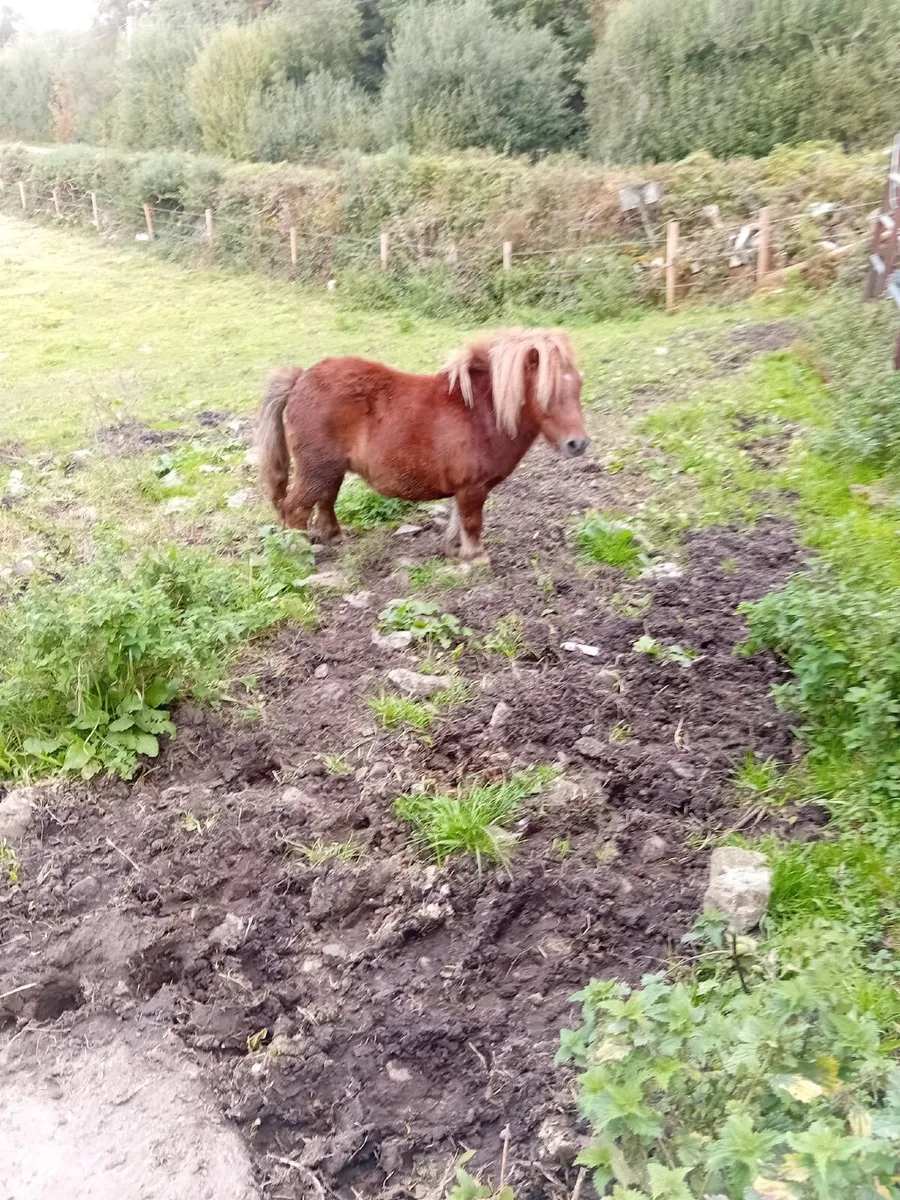 Ponie - Image 1