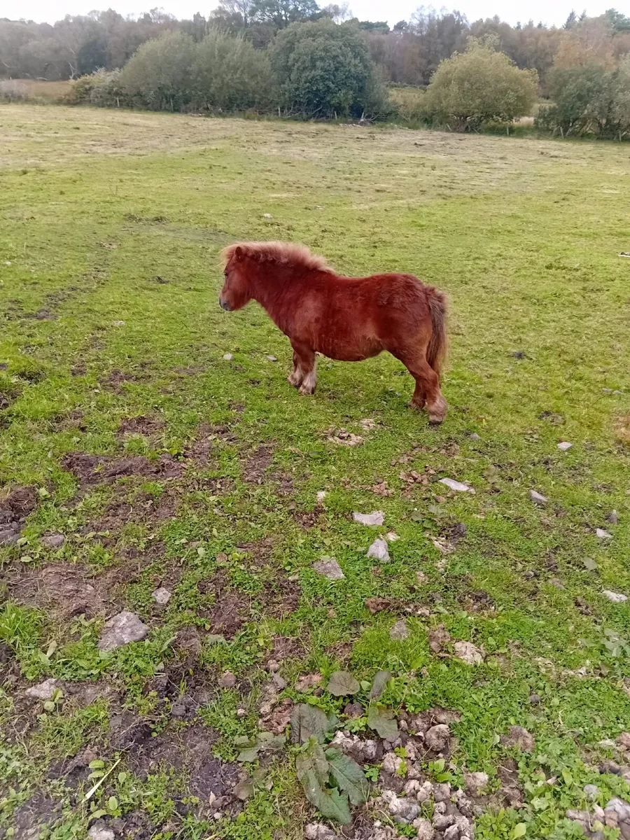 Ponie - Image 2