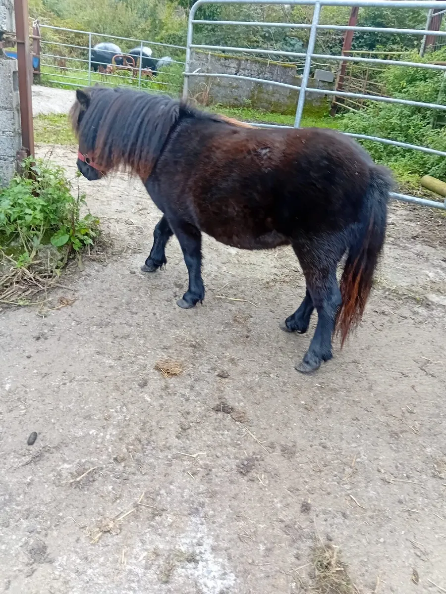 Ponie - Image 3