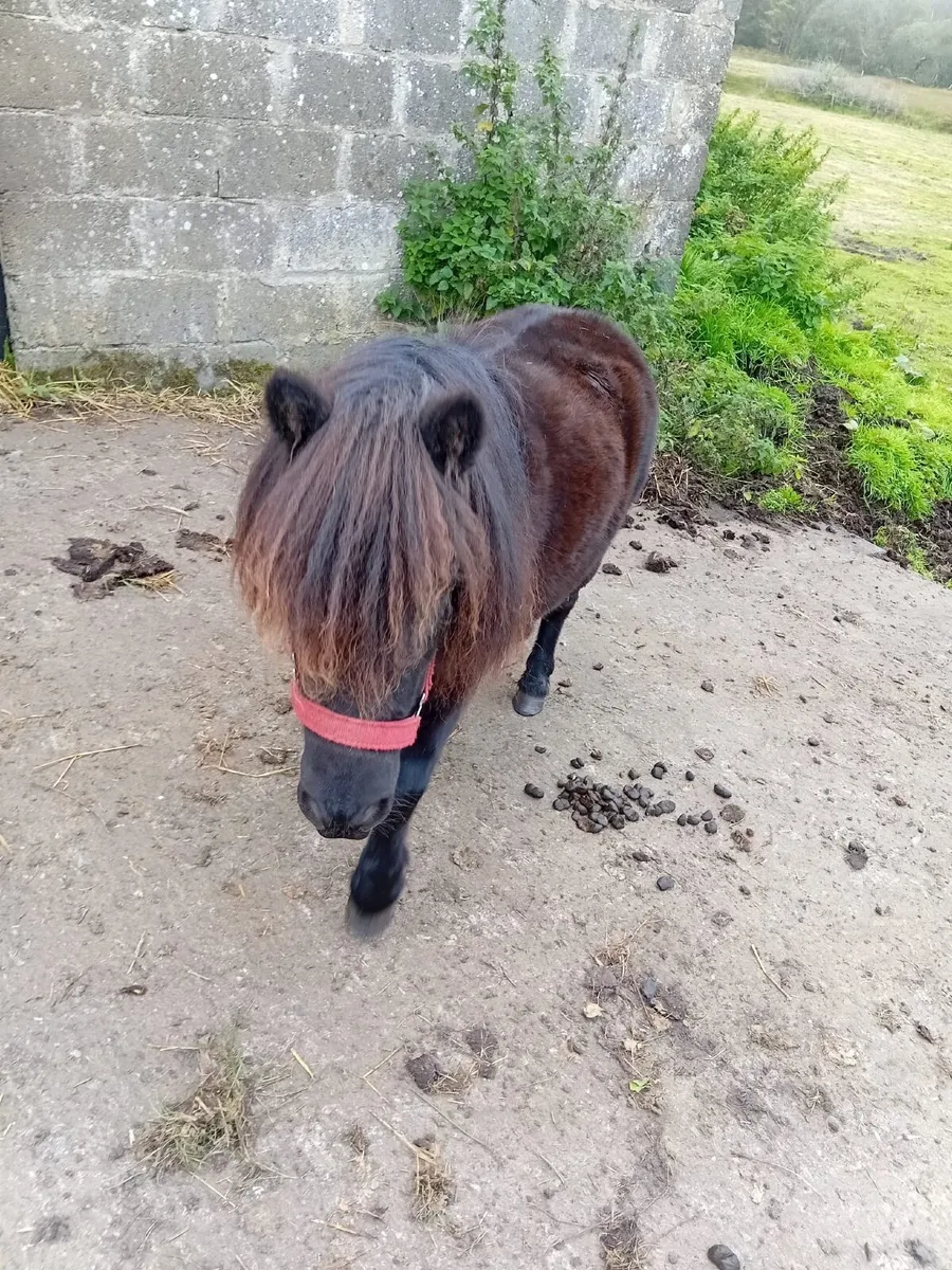 Ponie - Image 4