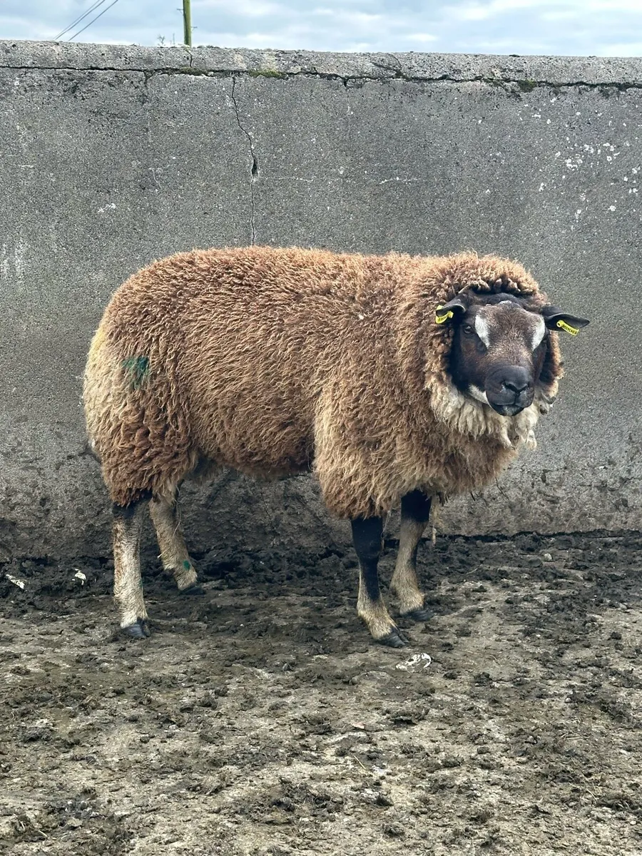 🌟super badger faced texel ram lamb 🌟 - Image 1