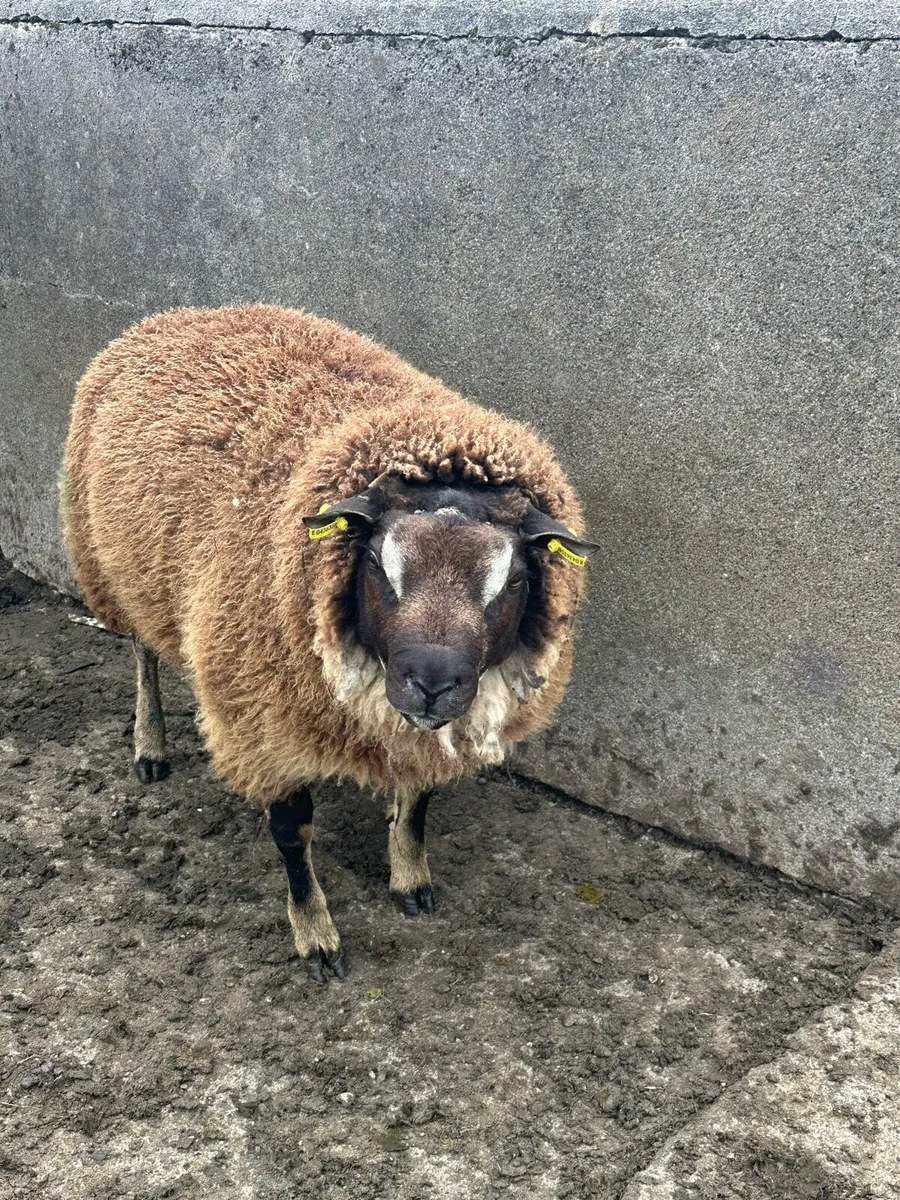 🌟super badger faced texel ram lamb 🌟 - Image 2