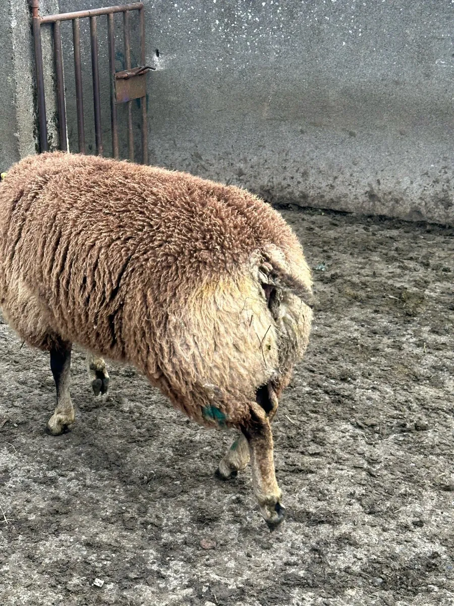 🌟super badger faced texel ram lamb 🌟 - Image 3