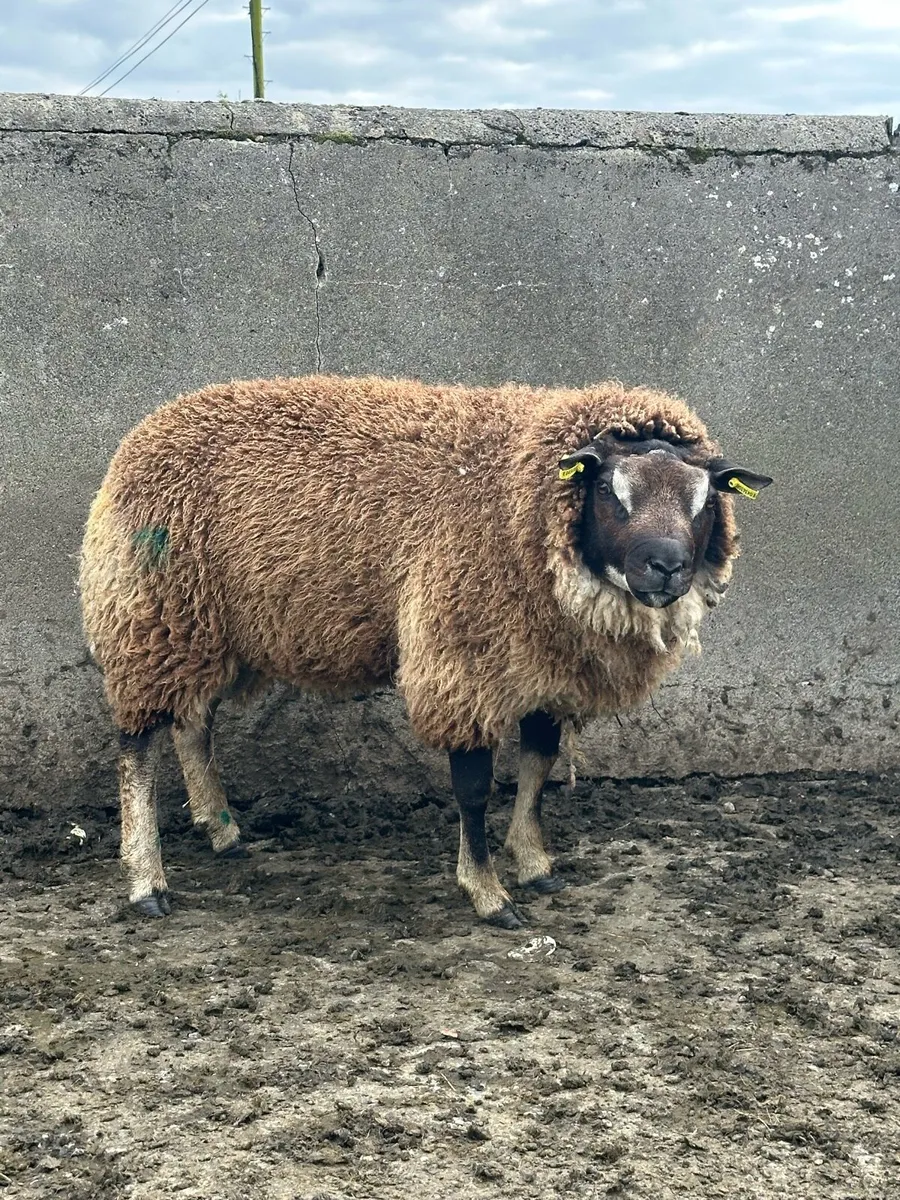 🌟super badger faced texel ram lamb 🌟 - Image 4
