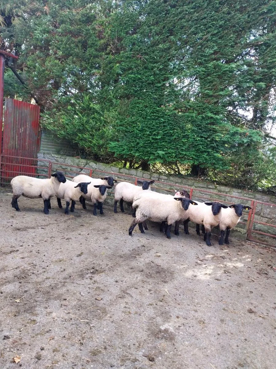 Suffolk ewe lambs - Image 1