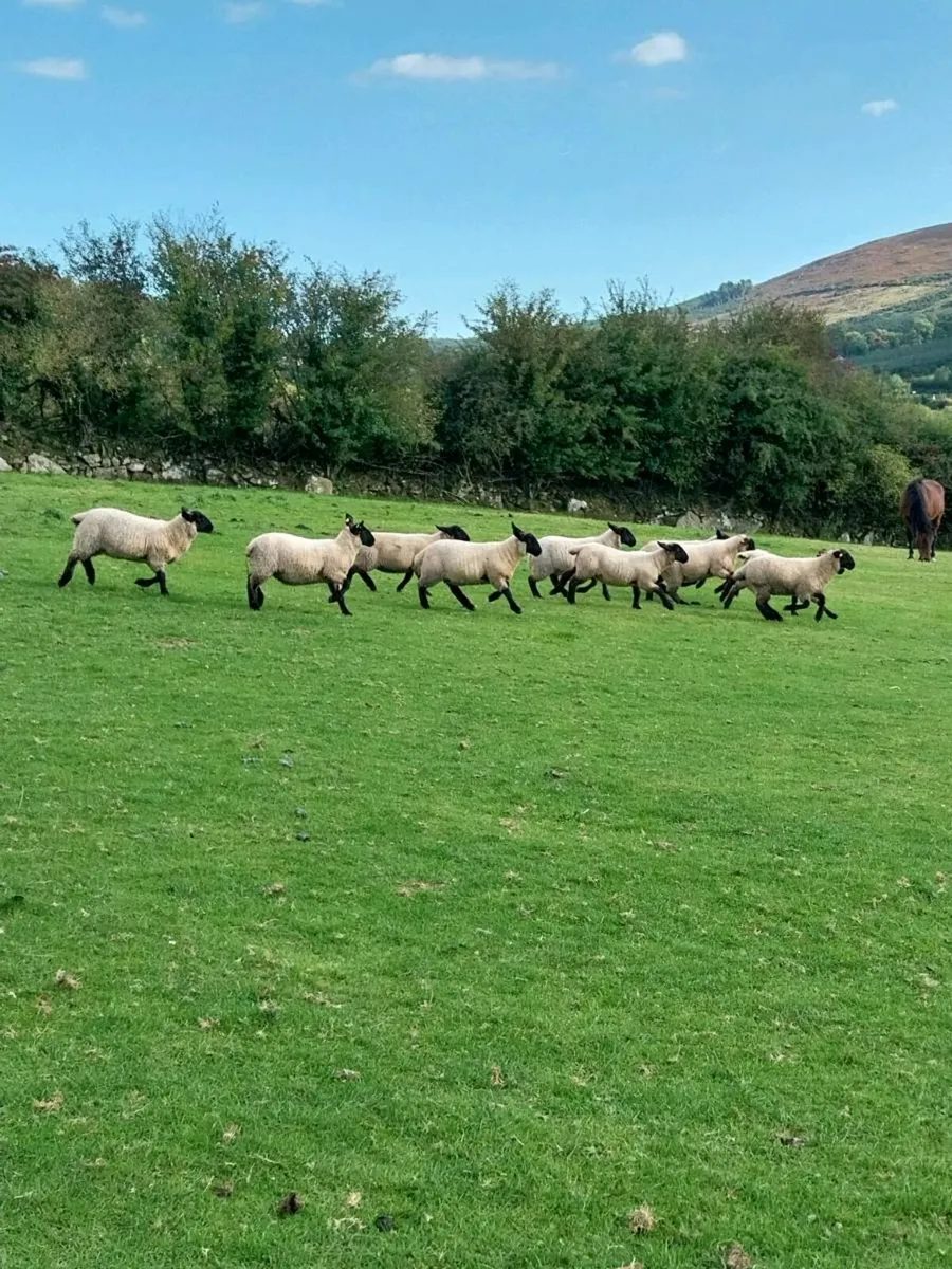 Suffolk ewe lambs - Image 3