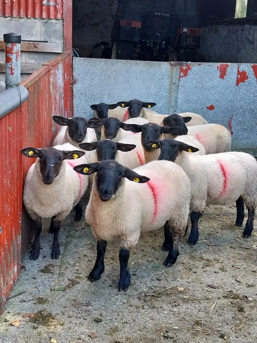 Suffolk ewe lambs - Image 4