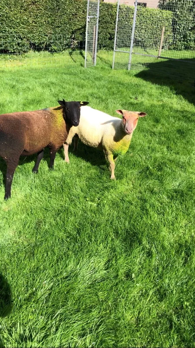 Charolais hybrid ram lamb - Image 3