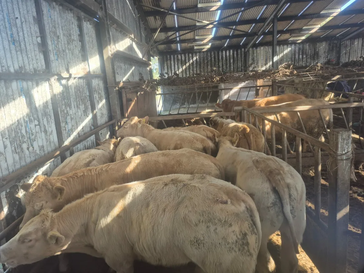 8 Smashing Golden Chx Bullock's. - Image 4