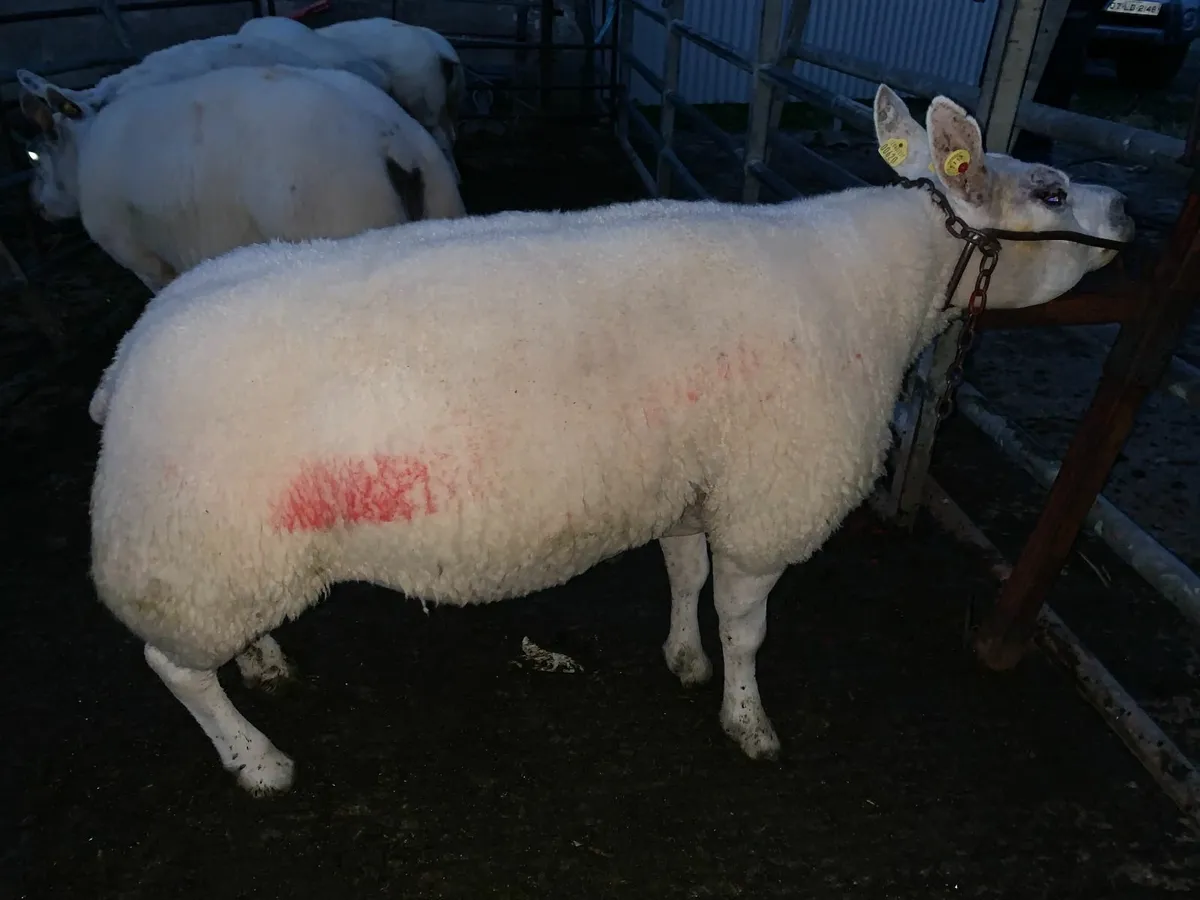 Beltex ewes for sale