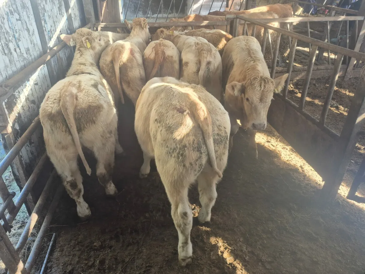 8 Smashing Golden Chx Bullock's. - Image 1