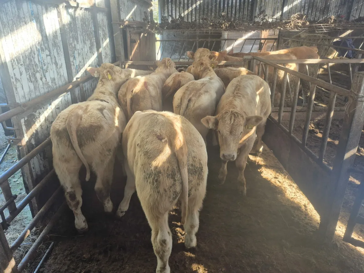 8 Smashing Golden Chx Bullock's. - Image 3