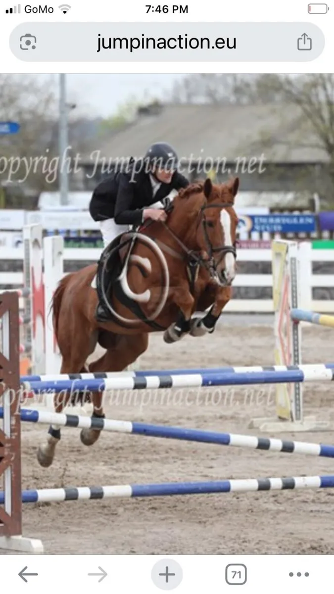 Horse - Image 1