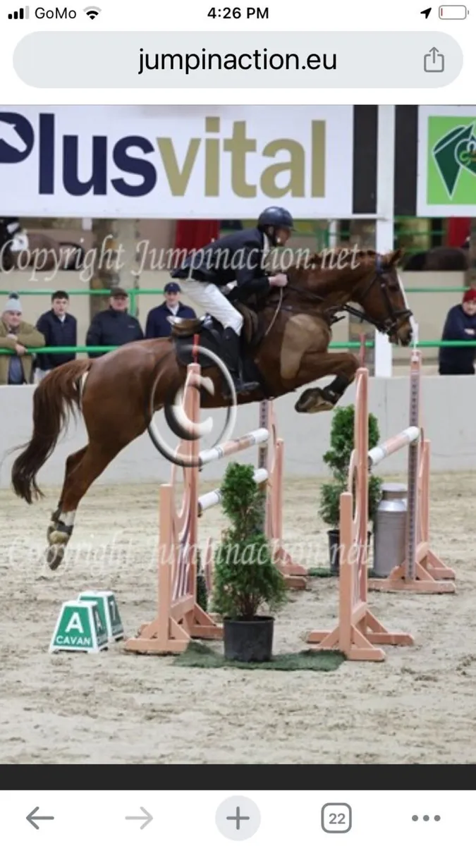 Horse - Image 2