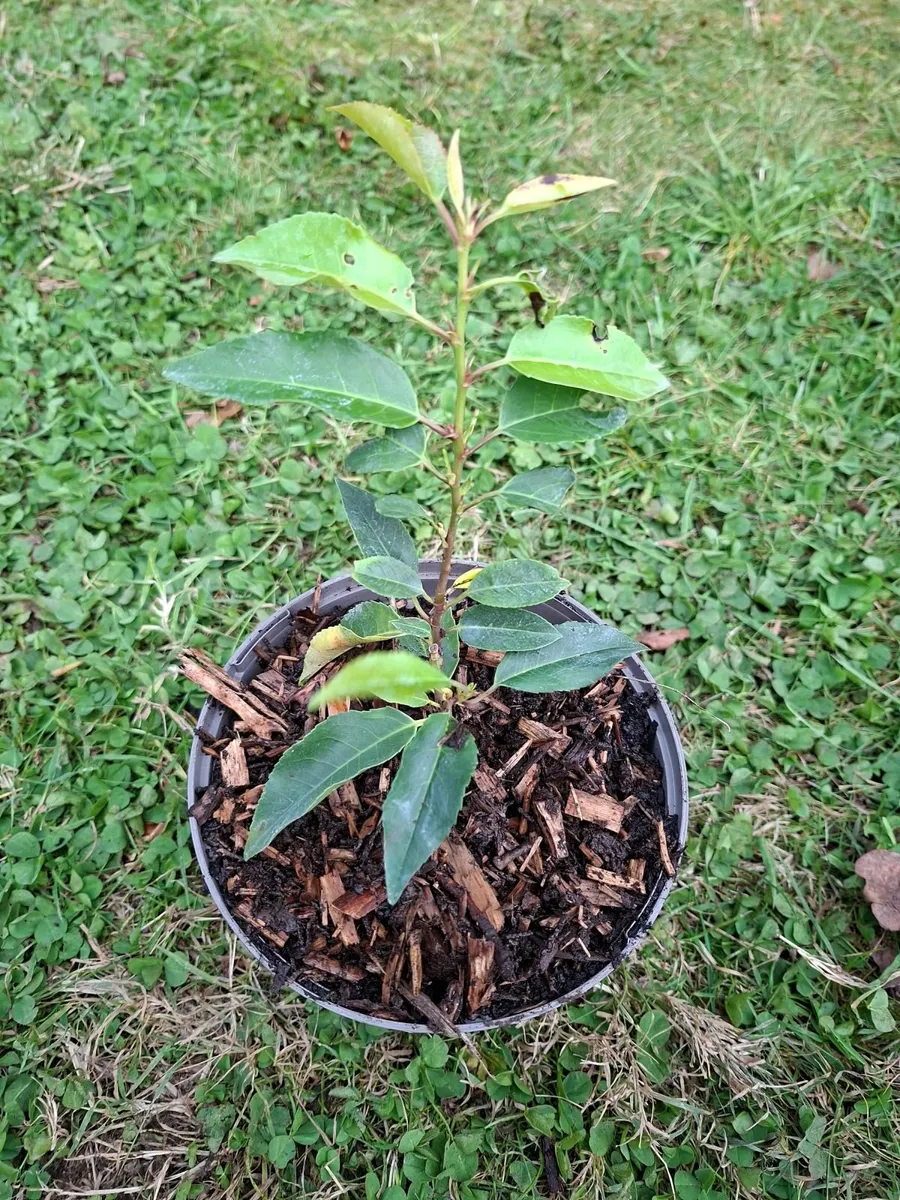 Portuguese Laurel - Image 2