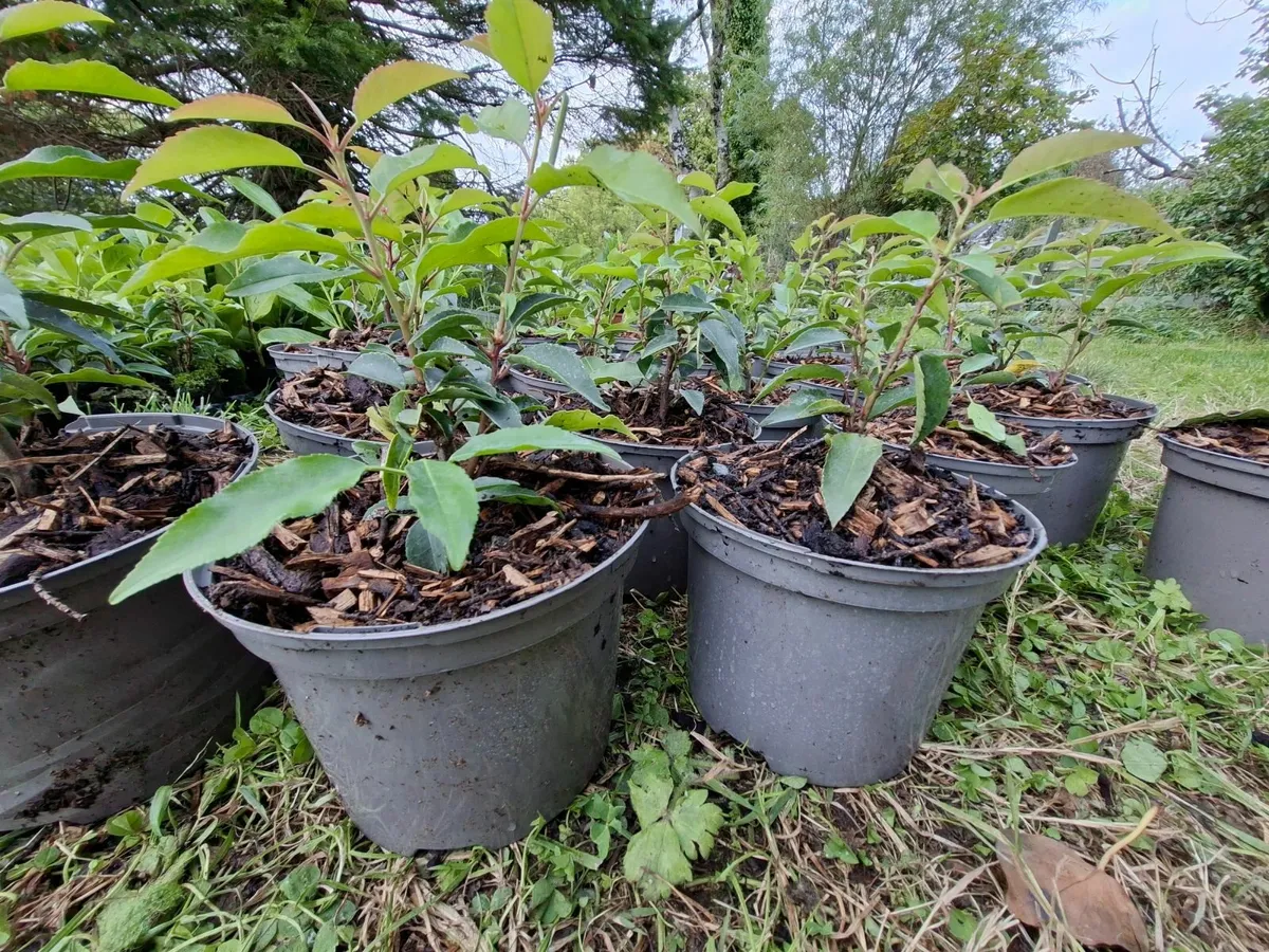 Portuguese Laurel - Image 1