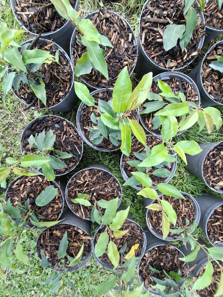 Portuguese Laurel - Image 3
