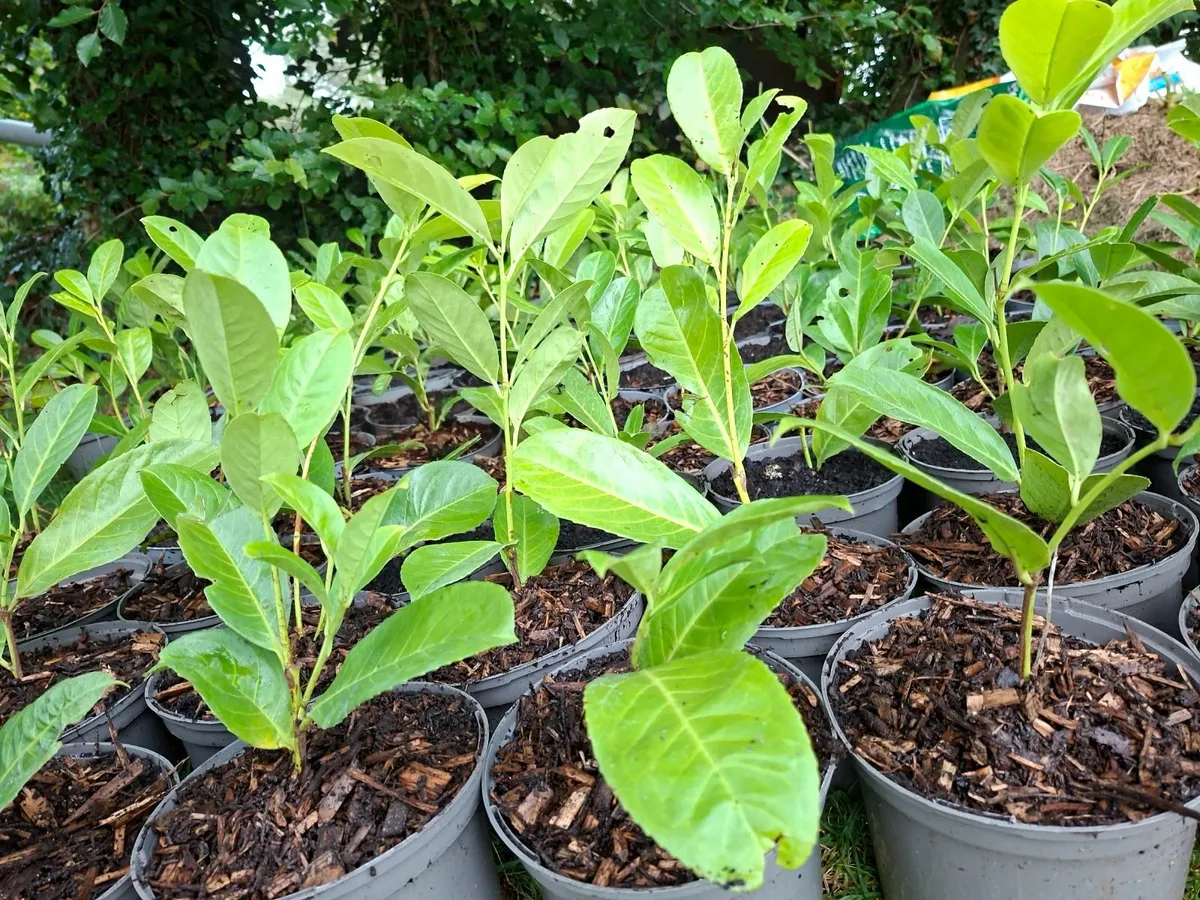 Portuguese Laurel - Image 4