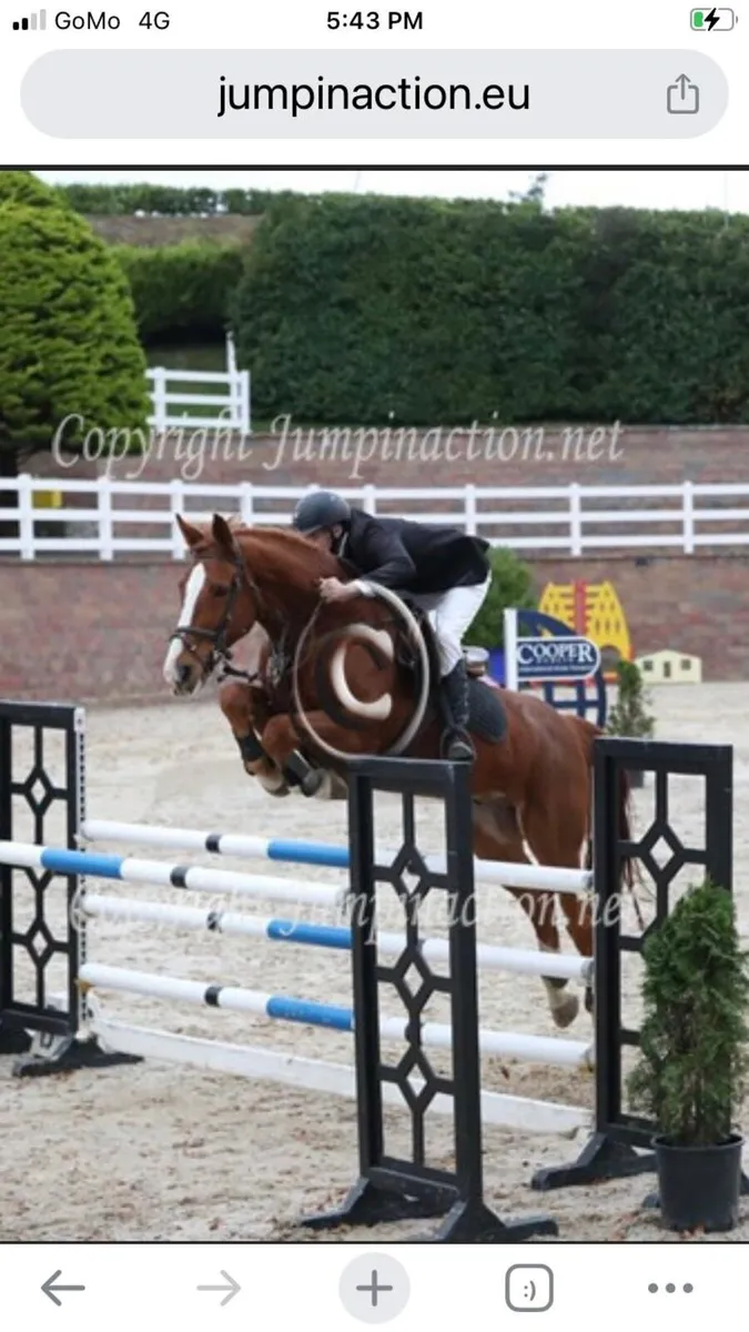 Horse - Image 3